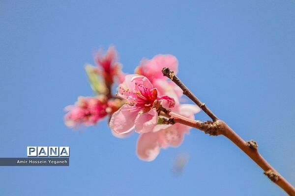 شکوفه های بهاری در ده غیبی