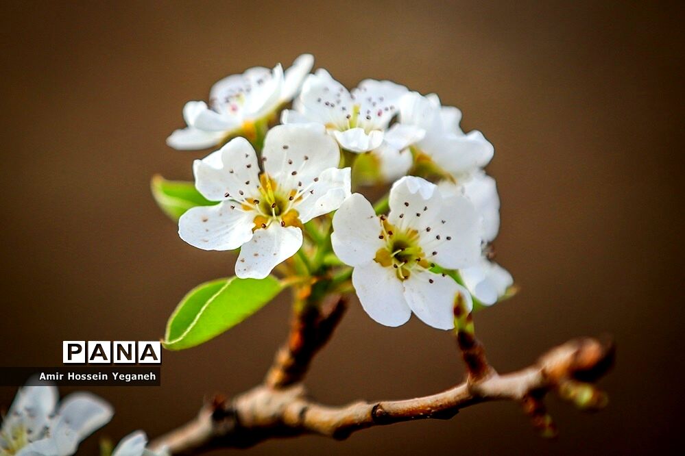 شکوفه های بهاری در ده غیبی