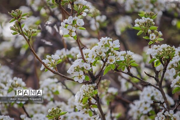 شکوفه های بهاری در ده غیبی