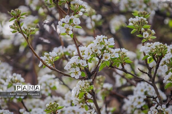 شکوفه های بهاری در ده غیبی