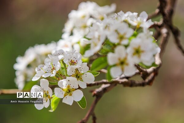 شکوفه های بهاری در ده غیبی