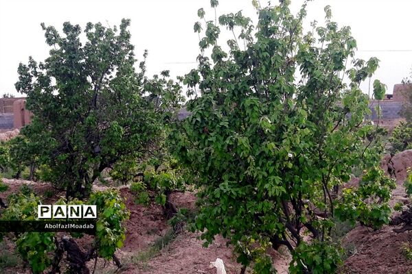 طبیعت  و بهاردر روستا های   شهرستان کاشمر