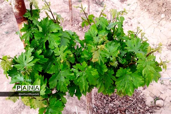 طبیعت  و بهاردر روستا های   شهرستان کاشمر