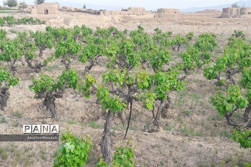 طبیعت  و بهاردر روستا های   شهرستان کاشمر