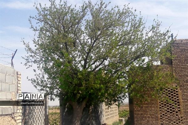 طبیعت  و بهاردر روستا های   شهرستان کاشمر