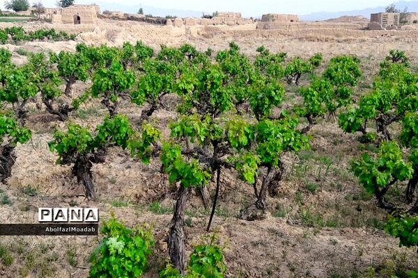 طبیعت  و بهاردر روستا های   شهرستان کاشمر