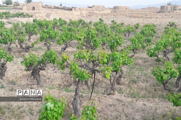 طبیعت  و بهاردر روستا های   شهرستان کاشمر