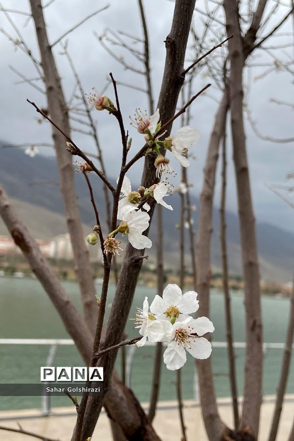 لرستان زیبا در نخستین روزهای بهار