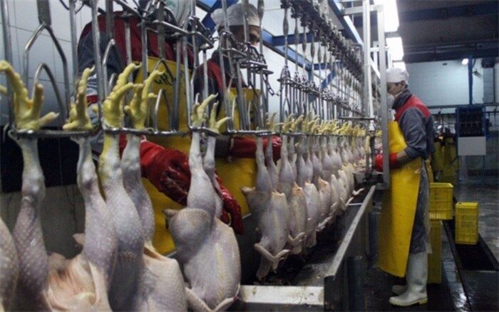 آذربایجان شرقی مشکلی از بابت تولید مرغ ندارد