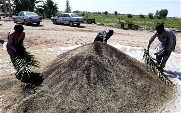افزایش 60 درصدی کشت کلزا در دلگان