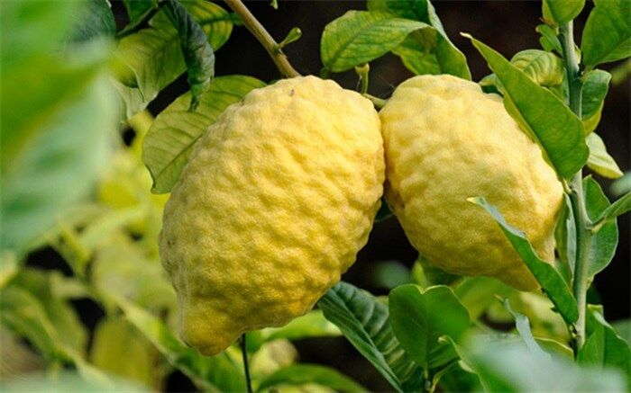 درباره خواص بالنگ بخوانید