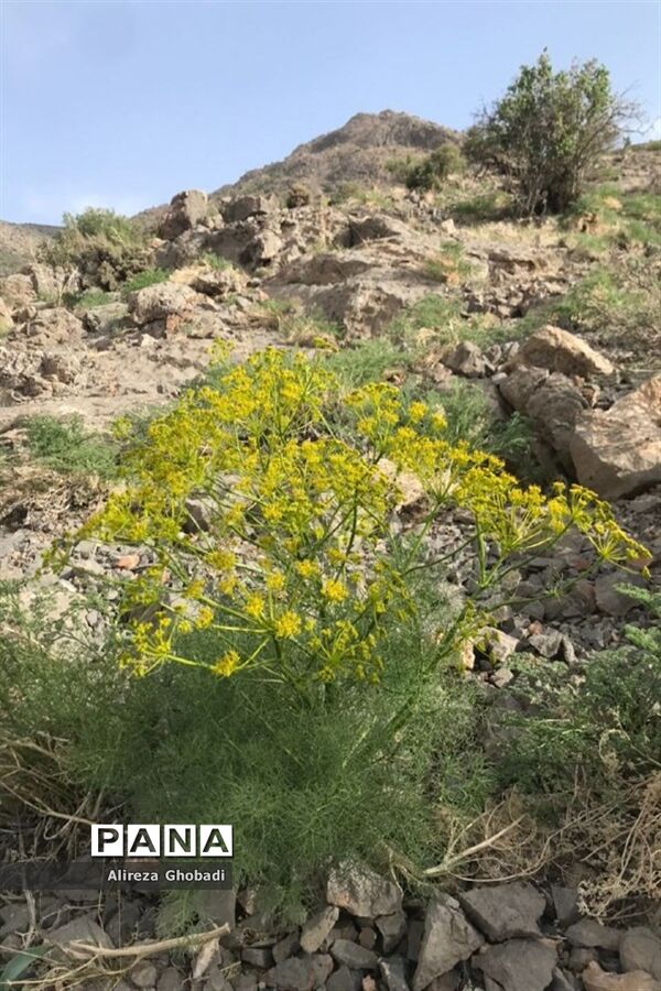 صعود تیم کوهنوردی فرهنگیان فارس به قله دال نشین در شهرستان ارسنجان