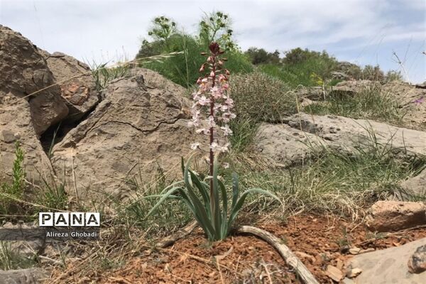 صعود تیم کوهنوردی فرهنگیان فارس به قله دال نشین در شهرستان ارسنجان