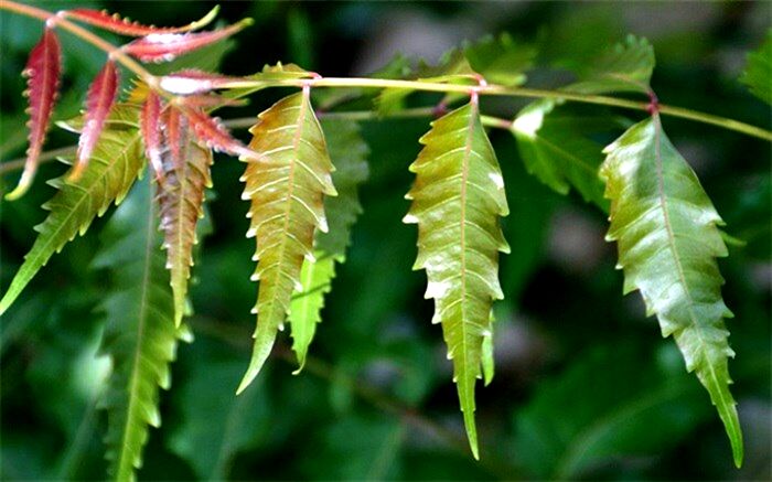 چریش بخورید تا درد معده به سراغتان نیاید