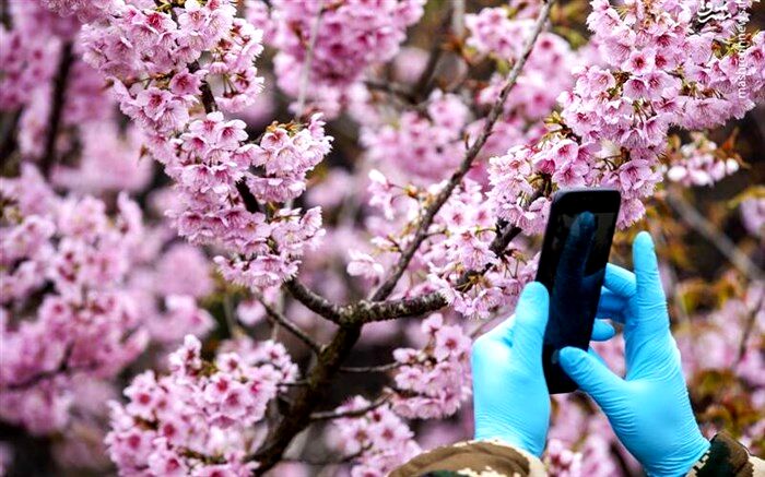 شکوفه های بهاری همراه با ماسک