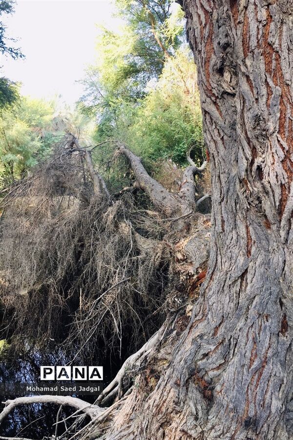 زیبایی فصل بهار در روستاهای بخش مرکزی چابهار