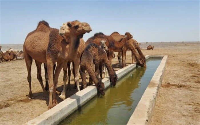وجود 75 هزار نفر شتر در سیستان و بلوچستان