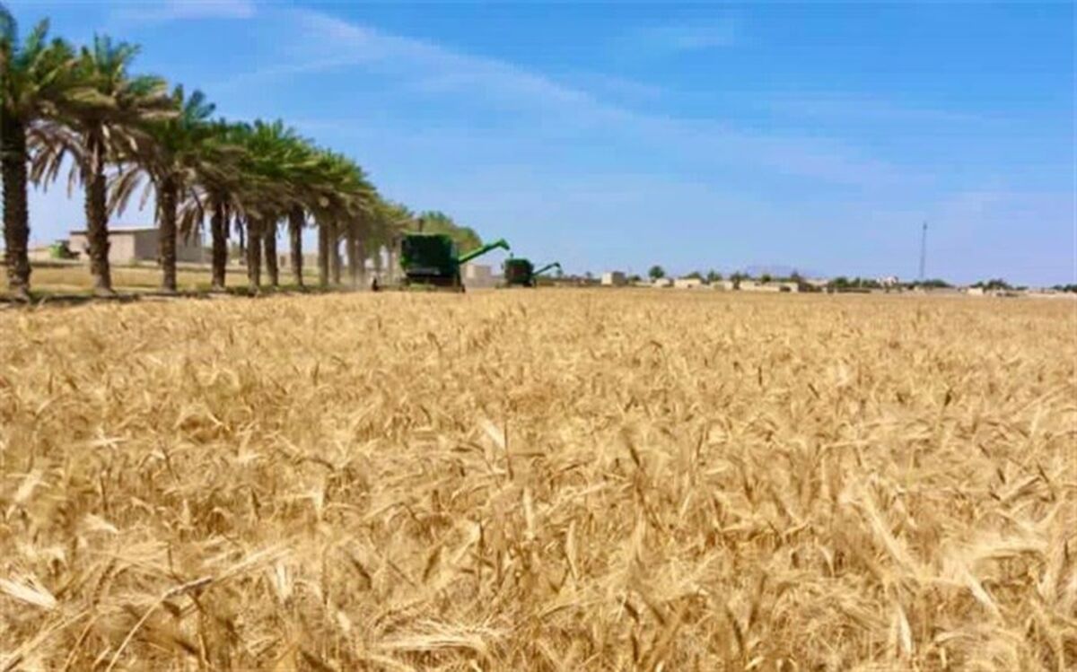 باید حداقل قیمت خرید هر کیلو گندم ۵ هزار و ۸۴۲ تومان اعلام شود
