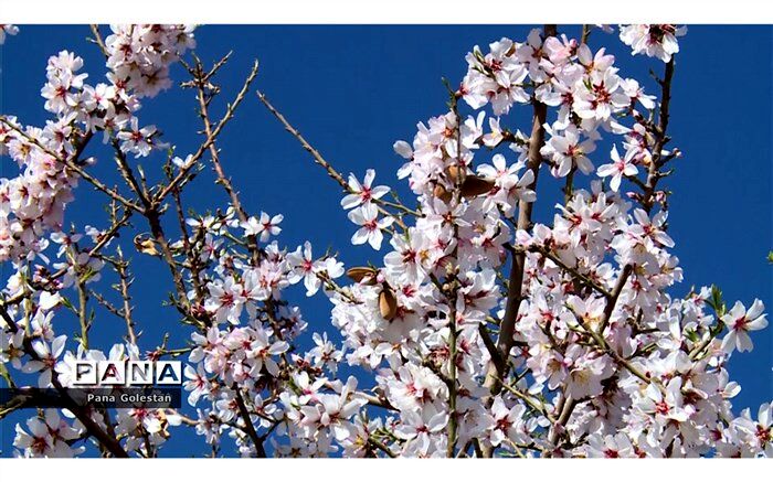 شکوفه ها به یغما می روند