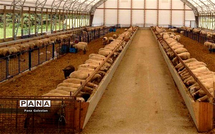 ‎تلاش‌ برای احیای دامداری هزار رأسی در کردکوی