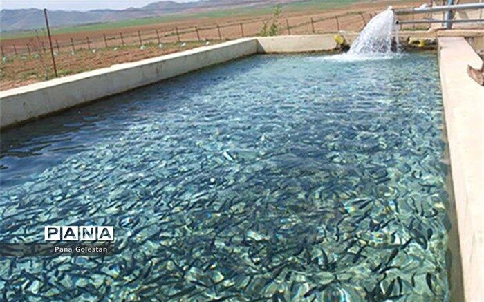 امسال پنجاه میلیون قطعه بچه میگو در گلستان تکثیر می‌شود