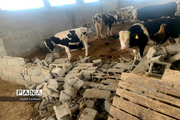 خسارات زلزله به شهرگناوه و روستاهای گماران، کمالی، فخرآوری بخش مرکزی شهرستان گناوه