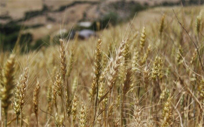 قیمت خرید تضمینی هر کیلو گندم ۵ هزار تومان شد