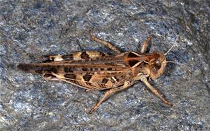 مشاهده زودهنگام ملخ مراکشی در گیلان