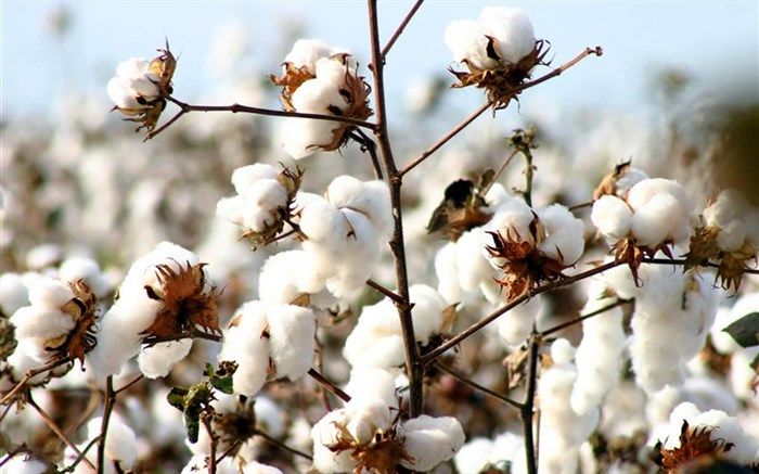 کشت بیش از ۱۵ هزار تن پنبه در مغان