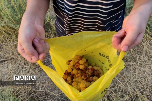 برداشت انگور در تاکستان‌های روستای بهر شهرستان کارون