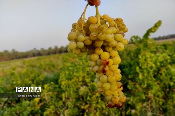 برداشت انگور در تاکستان‌های روستای بهر شهرستان کارون