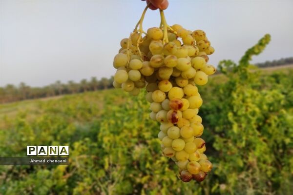 برداشت انگور در تاکستان‌های روستای بهر شهرستان کارون