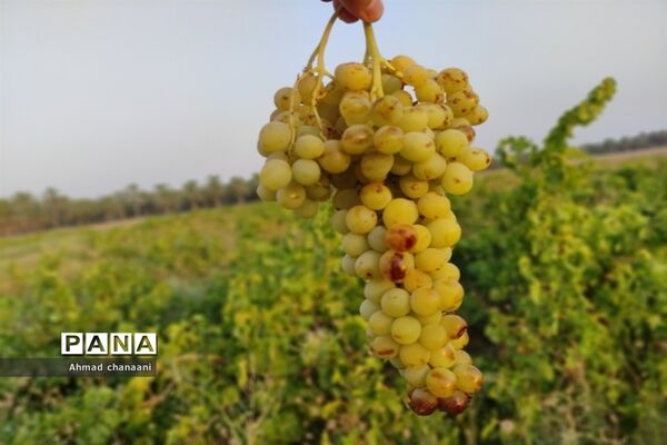 برداشت انگور در تاکستان‌های روستای بهر شهرستان کارون