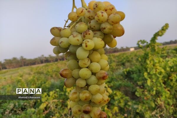 برداشت انگور در تاکستان‌های روستای بهر شهرستان کارون