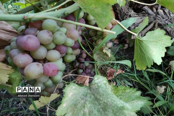 برداشت انگور در تاکستان‌های روستای بهر شهرستان کارون