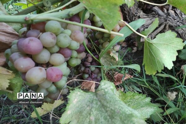 برداشت انگور در تاکستان‌های روستای بهر شهرستان کارون