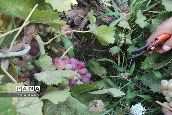 برداشت انگور در تاکستان‌های روستای بهر شهرستان کارون