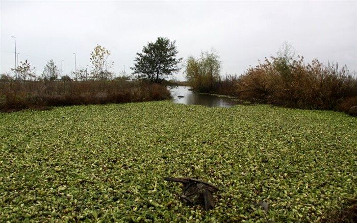 گونه مهاجم سنبل آبی در تالاب انزلی کنترل می شود