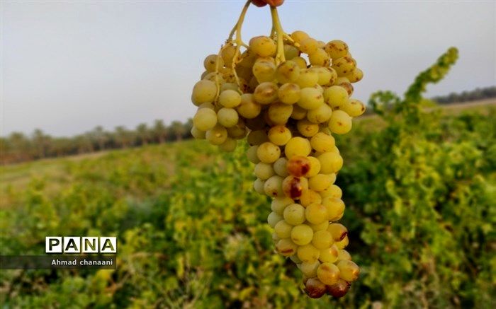 رفع موانع بخش کشاورزی، نیازمند اقدامات تحولی و بنیادی است