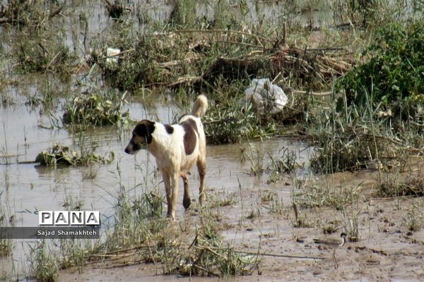 واما ناگهان خیابان ؛ اهواز