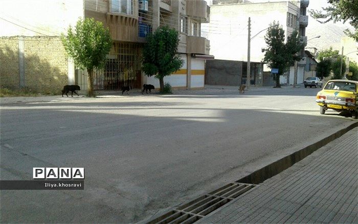 جولان سگ های ولگرد در فارسان
