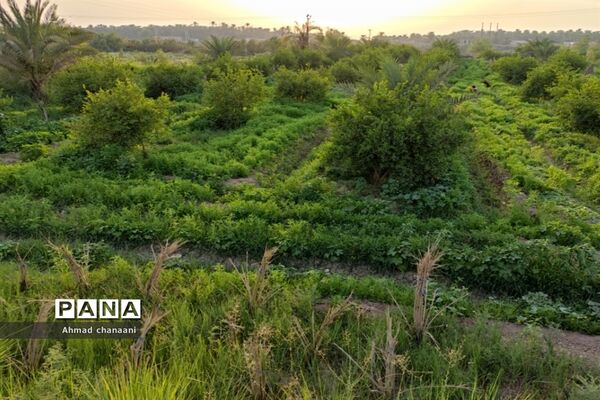 برداشت لیموترش در روستای موران از توابع شهرستان کارون