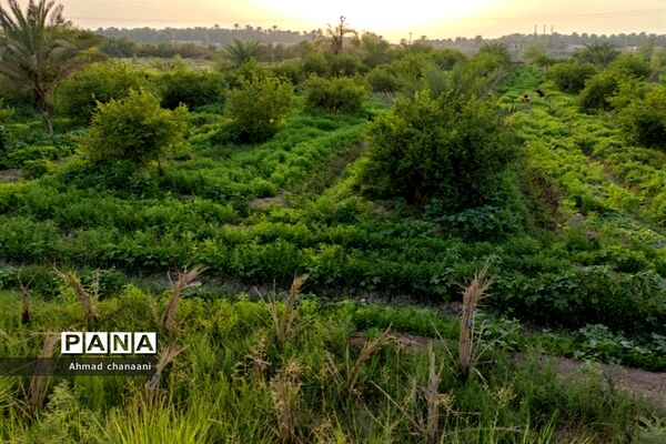 برداشت لیموترش در روستای موران از توابع شهرستان کارون