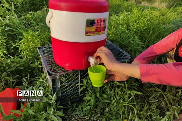 برداشت لیموترش در روستای موران از توابع شهرستان کارون