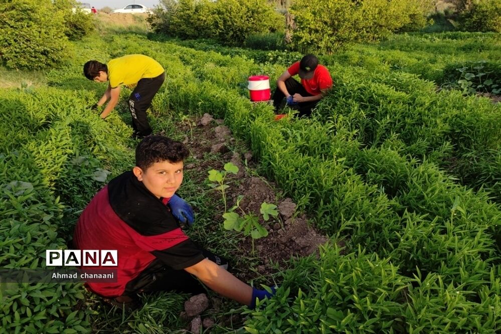 برداشت لیموترش در روستای موران از توابع شهرستان کارون