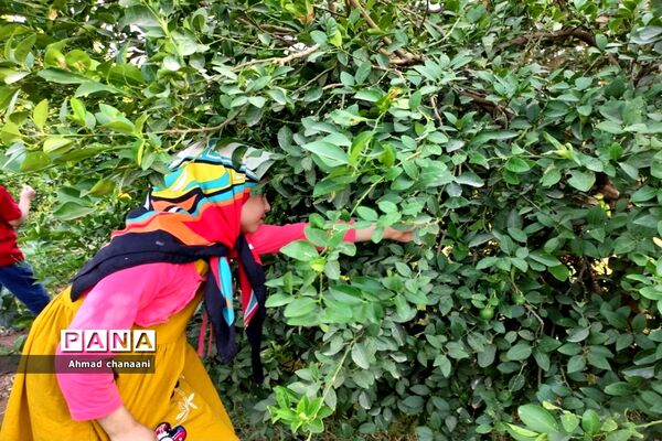 برداشت لیموترش در روستای موران از توابع شهرستان کارون