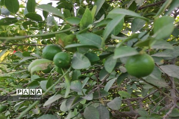برداشت لیموترش در روستای موران از توابع شهرستان کارون