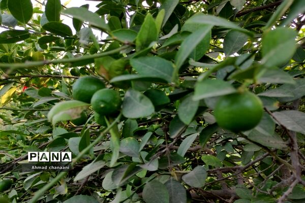 برداشت لیموترش در روستای موران از توابع شهرستان کارون