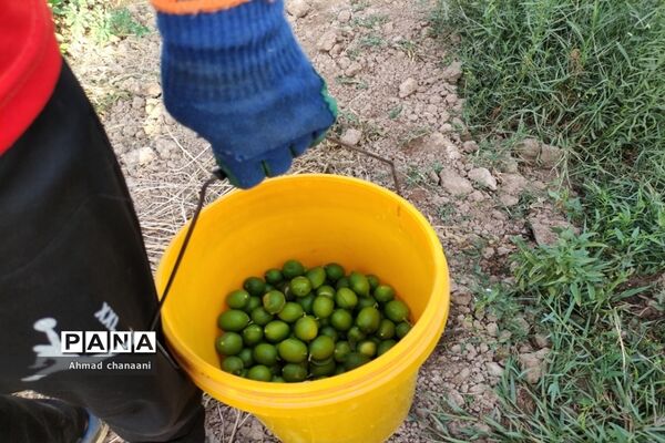برداشت لیموترش در روستای موران از توابع شهرستان کارون