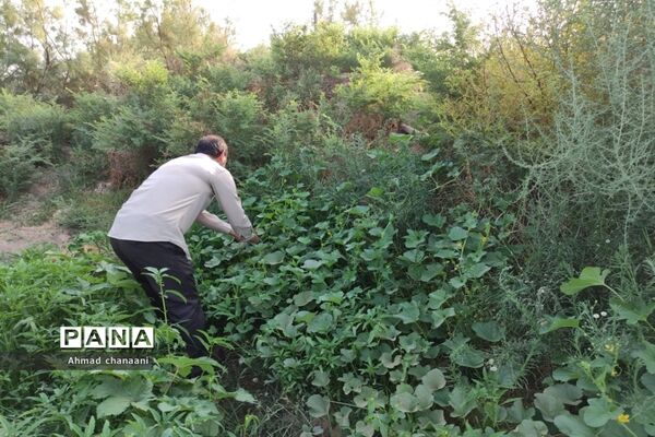 برداشت لیموترش در روستای موران از توابع شهرستان کارون